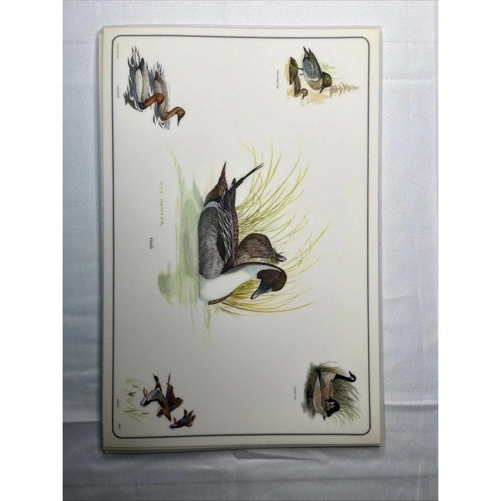 6 Vtg 1969 Placemats & Descriptions Mel Hunter Ducks Mallard Winged Teal 17x11